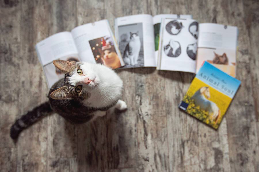Vom Bücher schreiben - Katze posiert neben Bücher