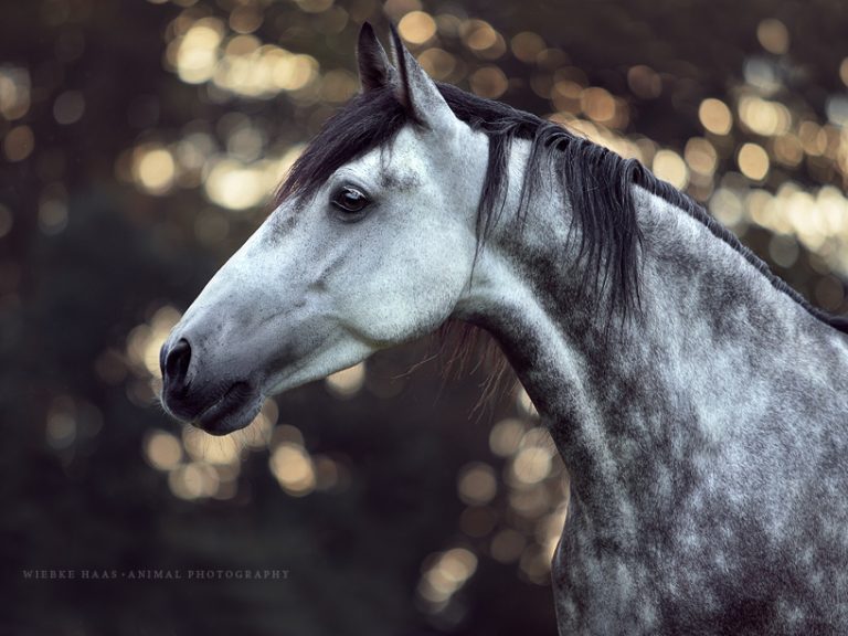Das kleine 1&1 der Pferdefotografie - PRE Portrait