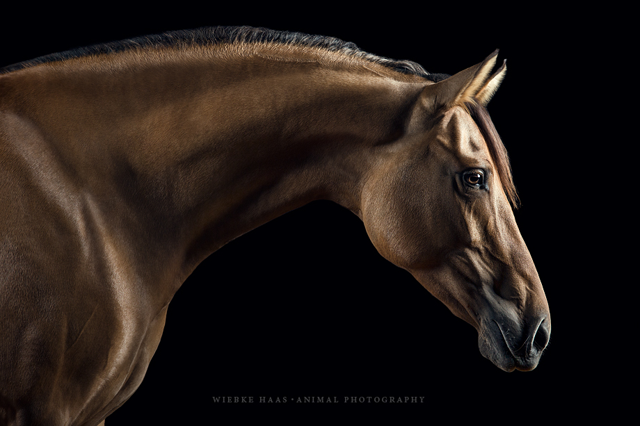 Das kleine 1&1 der Pferdefotografie - Pferdeportrait mit schwarzem Hintergrund