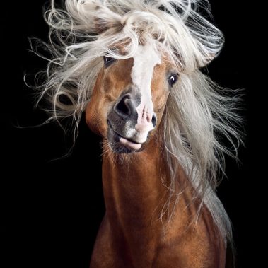 Horsestyle-Haflinger-Pferdefotografie-Studio_Mozart