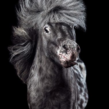 Horsestyle-Minishetlandpony-Pferdefotografie-Studio_Flecki