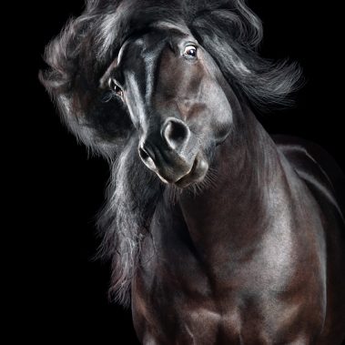 Horsestyle-Mérens-Pferdefotografie-Studio_Pirate