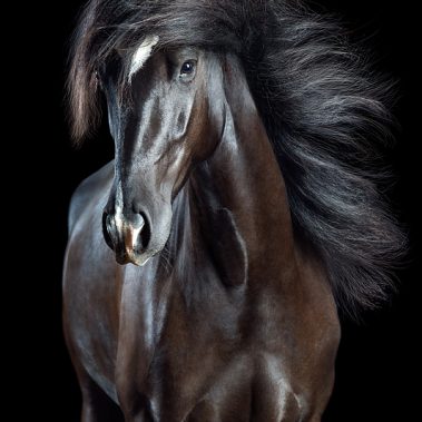 Horsestyle-PRE-Pferdefotografie-Studio_Allaus