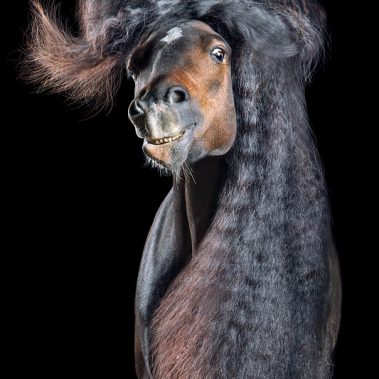 Horsestyle-Reitpony-Pferdefotografie-Studio_Suertudo