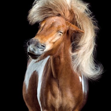 Horsestyle-Shetlandpony-Pferdefotografie-Studio_Anton