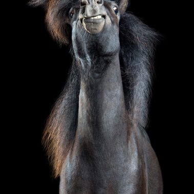 Horsestyle-Shetlandpony-Pferdefotografie-Studio_Pauli