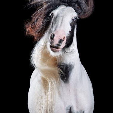 Horsestyle-Tinker-Pferdefotografie-Studio_Polly