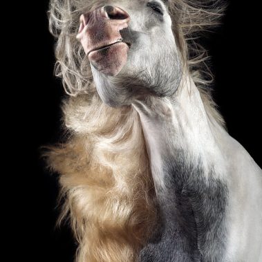 Horsestyle-Tinker-Pferdefotografie-Studio_Sammy-Deluxe