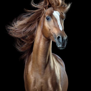 Horsestyle-Vollblutaraber-Pferdefotografie-Studio_Hafid