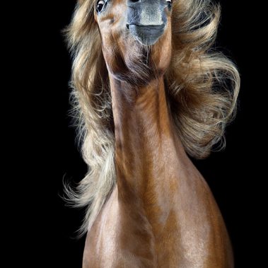 Horsestyle-Welsh-A-Pferdefotografie-Studio_Linus