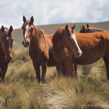 All You Need Is Ecuador: Reisebericht
