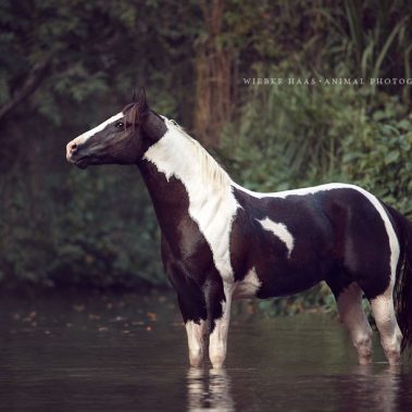 animal, equine, equus, fine art, horse, horse photography, Pferd, Pferde, Pferdefoto, Pferdefotograf, Pferdefotografie, photography, Tierfotograf, Tierfotografie