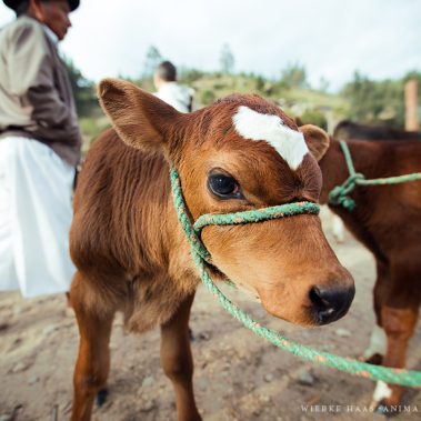 All You Need Is Ecuador: Reisebericht
