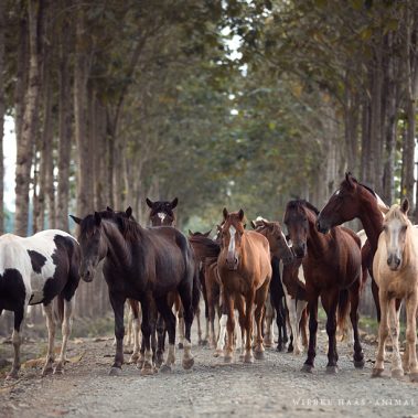 animal, equine, equus, fine art, horse, horse photography, Pferd, Pferde, Pferdefoto, Pferdefotograf, Pferdefotografie, photography, Tierfotograf, Tierfotografie