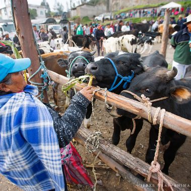 All You Need Is Ecuador: Reisebericht