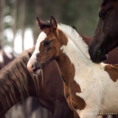 animal, equine, equus, fine art, horse, horse photography, Pferd, Pferde, Pferdefoto, Pferdefotograf, Pferdefotografie, photography, Tierfotograf, Tierfotografie