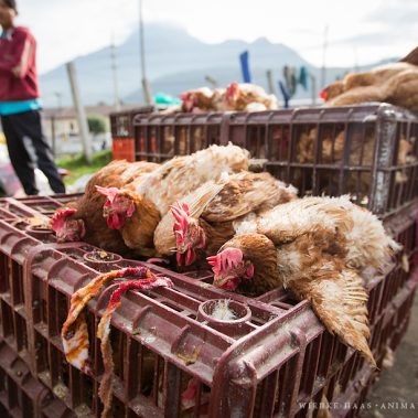 All You Need Is Ecuador: Reisebericht