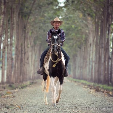 animal, equine, equus, fine art, horse, horse photography, Pferd, Pferde, Pferdefoto, Pferdefotograf, Pferdefotografie, photography, Tierfotograf, Tierfotografie