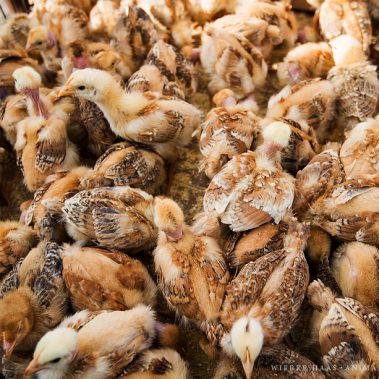 All You Need Is Ecuador: Reisebericht