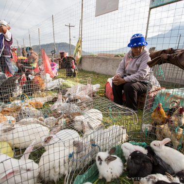 All You Need Is Ecuador: Reisebericht