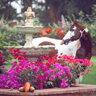 animal, equine, equus, fine art, horse, horse photography, Pferd, Pferde, Pferdefoto, Pferdefotograf, Pferdefotografie, photography, Tierfotograf, Tierfotografie