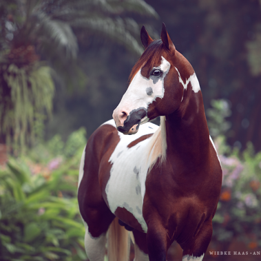 animal, equine, equus, fine art, horse, horse photography, Pferd, Pferde, Pferdefoto, Pferdefotograf, Pferdefotografie, photography, Tierfotograf, Tierfotografie