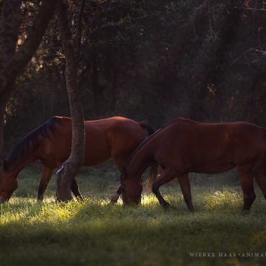 animal, equine, equus, fine art, horse, horse photography, Pferd, Pferde, Pferdefoto, Pferdefotograf, Pferdefotografie, photography, Tierfotograf, Tierfotografie
