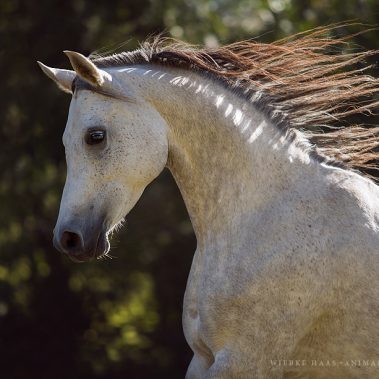 animal, equine, equus, fine art, horse, horse photography, Pferd, Pferde, Pferdefoto, Pferdefotograf, Pferdefotografie, photography, Tierfotograf, Tierfotografie