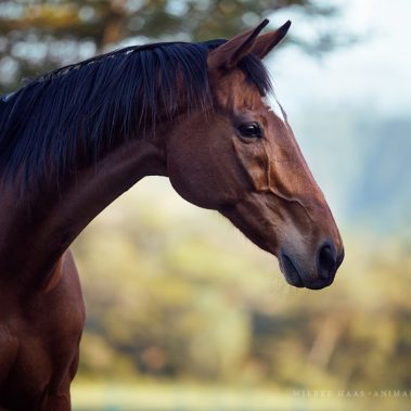 animal, equine, equus, fine art, horse, horse photography, Pferd, Pferde, Pferdefoto, Pferdefotograf, Pferdefotografie, photography, Tierfotograf, Tierfotografie
