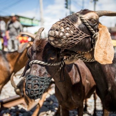 All You Need Is Ecuador: Reisebericht