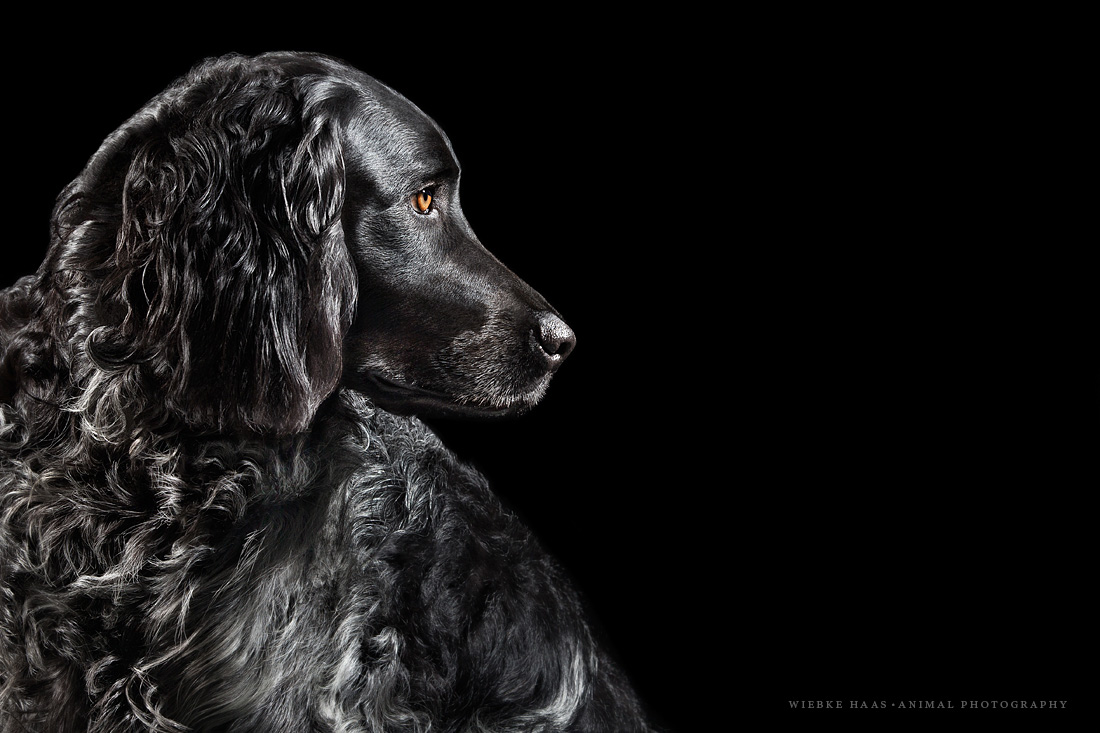 Das kleine 1x1 der Hundefotografie - 120mm, 1/250s, f/9.0, ISO 100