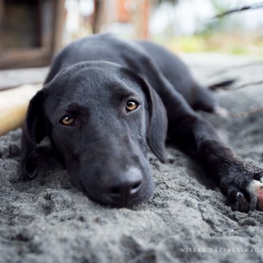 Ein schwarzer Hund liegt im Sand