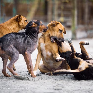 Ein Rudel Hunde beim spielen