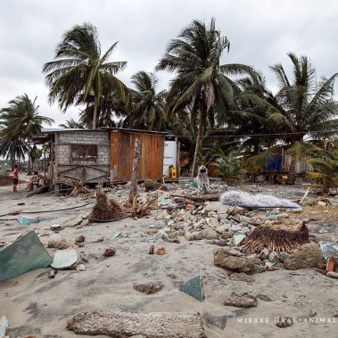 Das Rescate Animal Mompiche nach der Flut