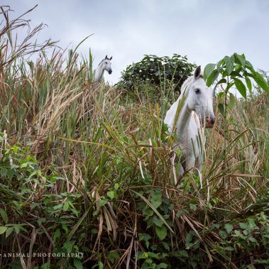 animal, equine, equus, fine art, horse, horse photography, Pferd, Pferde, Pferdefoto, Pferdefotograf, Pferdefotografie, photography, Tierfotograf, Tierfotografie