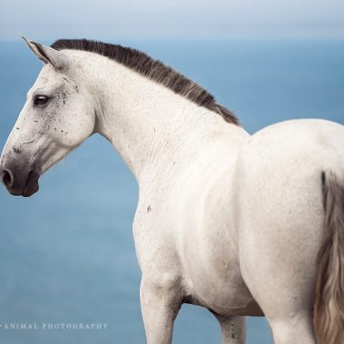 animal, equine, equus, fine art, horse, horse photography, Pferd, Pferde, Pferdefoto, Pferdefotograf, Pferdefotografie, photography, Tierfotograf, Tierfotografie