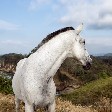 animal, equine, equus, fine art, horse, horse photography, Pferd, Pferde, Pferdefoto, Pferdefotograf, Pferdefotografie, photography, Tierfotograf, Tierfotografie