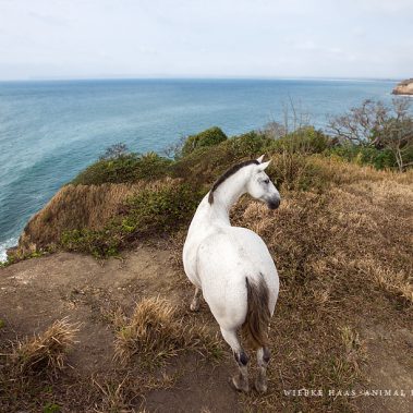 animal, equine, equus, fine art, horse, horse photography, Pferd, Pferde, Pferdefoto, Pferdefotograf, Pferdefotografie, photography, Tierfotograf, Tierfotografie