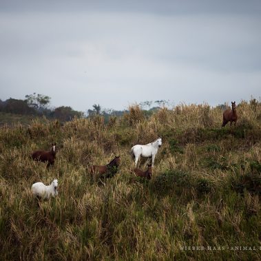 animal, equine, equus, fine art, horse, horse photography, Pferd, Pferde, Pferdefoto, Pferdefotograf, Pferdefotografie, photography, Tierfotograf, Tierfotografie