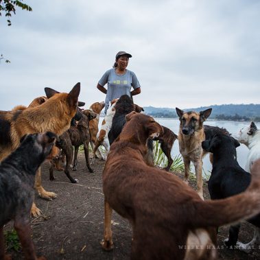 Hunde des Rescate Animal Mompiche