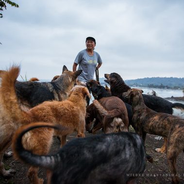 Hunde des Rescate Animal Mompiche