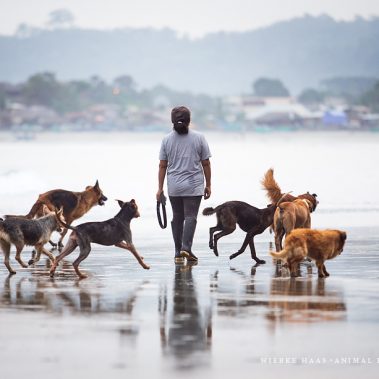 Ein Spaziergang am Strand im Rudel