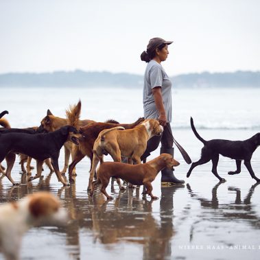 Ein Spaziergang am Strand im Rudel