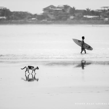 Eine Katze am Strand