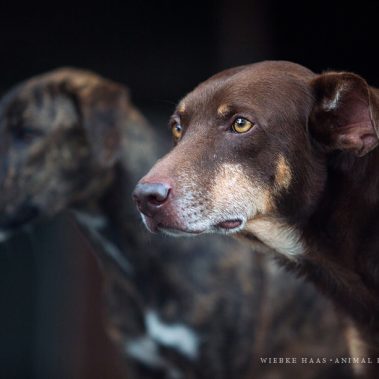 Porträt eines alten Hundes