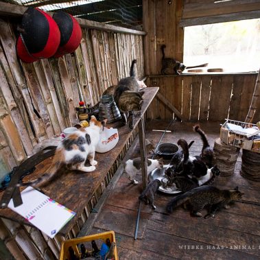 Katzenfütterung im Rescate Animal Mompiche