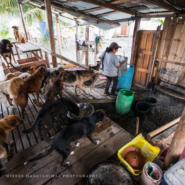 Arbeit im Rescate Animal Mompiche