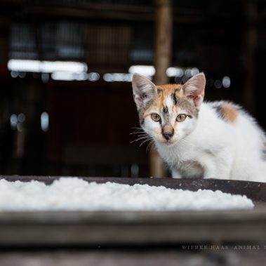 Porträt einer Katze beim fressen