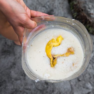 Impressionen aus der Fütterung