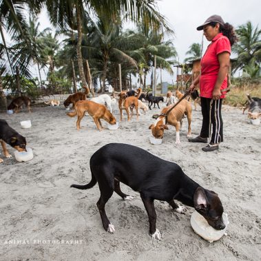 Hundefütterung im Rescate Animal Mompiche